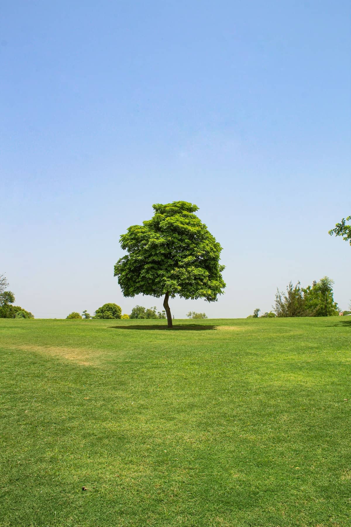 Healthy grass growing from prepared soil
